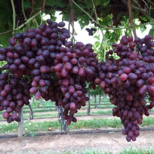 Fresh Grapes Fresh Red Crimson Seedless Purple White Green Grapes