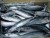 Import fresh Frozen white anchovy for sale from South Africa