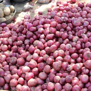 Healthy Food New Crop Onion Fresh Red Onions