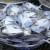 Import fresh Frozen white anchovy for sale from South Africa