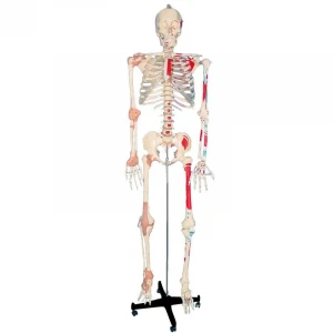 Medical Teaching Skeleton Model with Ligament Painted Muscle