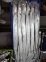 ribbon fish