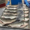 fresh Frozen white anchovy for sale