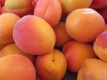 Fresh Apricots