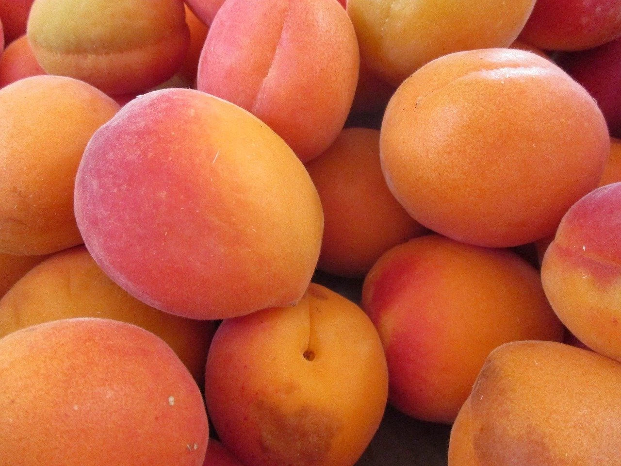 Buy Fresh Apricots from Jaiarr Chemicals Ltd, South Africa
