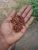 Import DRIED RED CLOVE from Sri Lanka