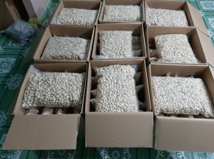 Premium Grade Organic Macadamia Nuts | High Grade Macadamias Factory Supply