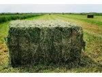 Alfalfa Hay or pellets For Animal Feed