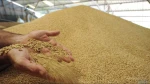 Milling Wheat