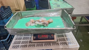 Premium Peruvian Giant Squid Neck