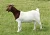 Import 100% Full Blood Live Boer Goats, Mature Boar Goat For Sale from Germany