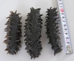 Wholesale price dried sea cucumber