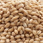 Dried Barley Grain Premium Farm Selection For Export Market Barley Grain Carefully Cleaned Bulk Supply