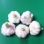 Export Grade Fresh Garlic in Best Rates for Sale