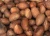 Import Bitter Kola Nuts, Garcinia Kola Nut Premium from Nigeria