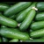 Import Fresh Cucumber from South Africa