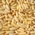 Import 100% Nature Pine Nuts Wild Pine Nuts Organic Pine Nuts Kernels With Shells at Low price from Belgium