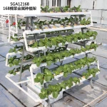 168 Holes Multi Span Greenhouses Vertical NFT Hydroponic Systems For Lettuce