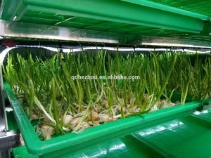 200KG/Day Bean Sprout Growing Machine/Sprouts Growing Equipment/Automatic Bean Sprout Machine