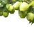 Import 2020 New China Fresh Pear Farm Pear from China