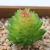 Import 2020 wholesale 2020 Cheapest Artificial plastic succulent bonsai flocking green bookcase decorative plants Unpotted from China