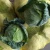 Import 2021 GAP Chinese fresh cabbage round/flat/purple  wholesale price  to Malaysia  UAE Canada Singapore from China