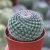 Import 8-9cm  Cacti Succulent Plants Nursery Household Home Decorate Real Mammillaria Hahniana cheap cactus plants from China