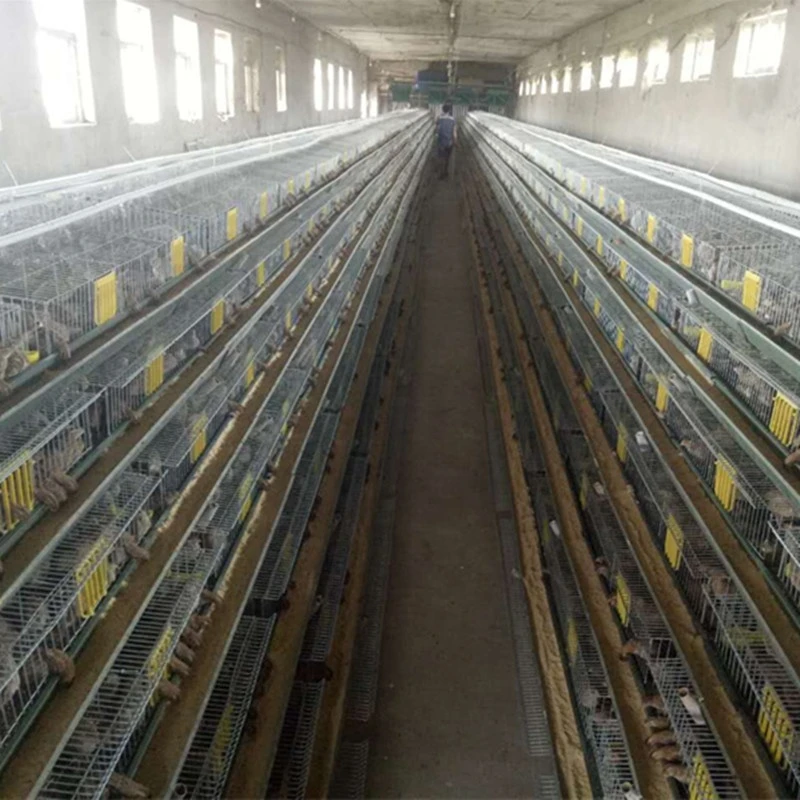 A Type 600birds Hot Galvanized Egg Laying Quail Poultry Cage For Hen Quail Farm