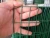 Import Anping PVC coated Galvanized Welded Wire Mesh used in bird cages from China