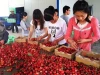 bagged 18 degree sugar content of china fresh cherries