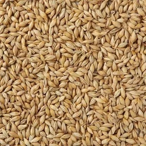 Barley Grains