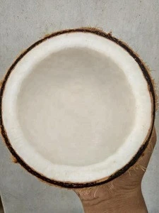 Best Quality Fresh Coconut Mature Indonesia Best Price for sale