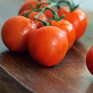 Best quality Fresh Tomato