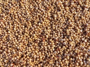 Best Quality White Sorghum At Affordable Price