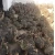 Import Black and red Neck Ostrich Chicks And Fertile Ostrich Eggs from China
