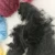 Black Polyester Staple Fiber With Different Applications
