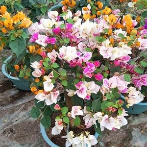 Bonsai Product  Natural Plants Product Type and Outdoor Plants Use bougainvillea