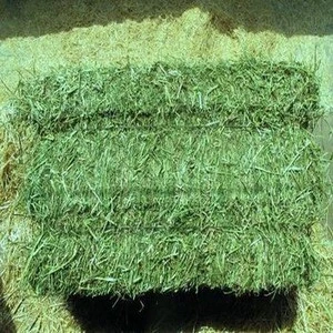 BUY CHEAP TIMOTHY HAY AND ALFAFA HAY FROM SUPPLIER