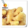 China fresh ginger