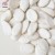 China Manufacture  Organic Pumpkin Seeds Snow White GWS Size 13cm 14cm 15cm