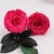 Import China natural luxury box flower preserved eternal rose for sale from China