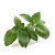 Import Chinese Herbs Sweet Basil Seeds For Planting from China