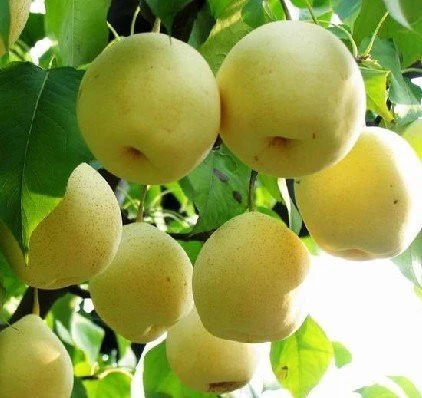 chinese pear
