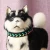 Import colorful Knitting a pet collar soft fiber dog collar leashes China from China