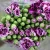 Import Cut fresh flowers carnation long time lasting flower cheap wholesale from China