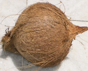 Dry Coconut/Fresh Tender Coconut Semi Husked Coconut At Low Cost And Best Quality/Wholesale