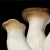 Import Export Grade Fresh King Oyster Mushroom from China