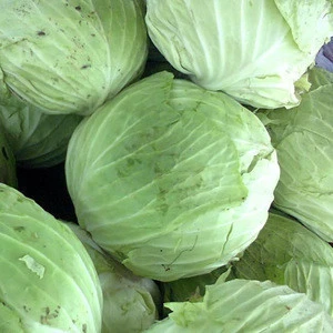 export green cabbage/Quality Fresh Cabbage