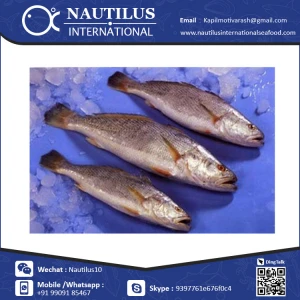 Factory Direct Bulk Packaging Frozen TT Croaker Fish Sale