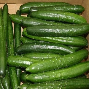 Fresh and healthy cucumber in Viet nam/ HTGoGo
